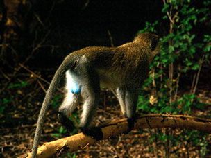 Tanzania