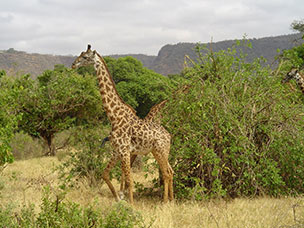 Tanzania