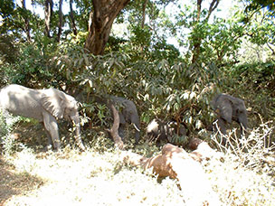 Tanzania