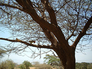 Tanzania