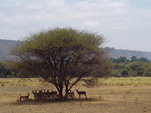 Tanzania