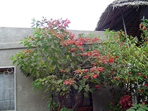 Tanzania