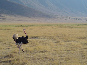 Tanzania
