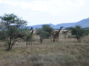 Tanzania
