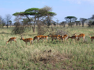 Tanzania