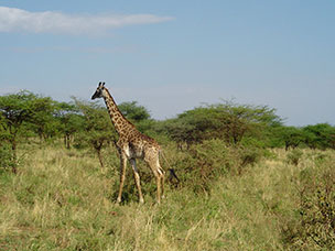 Tanzania