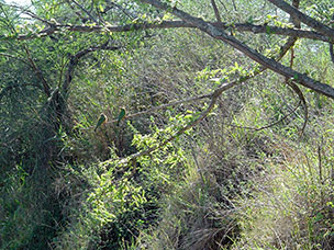 Tanzania
