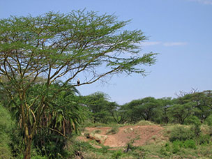 Tanzania