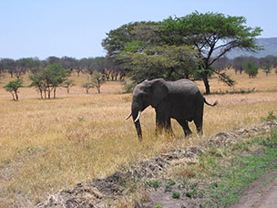 Tanzania