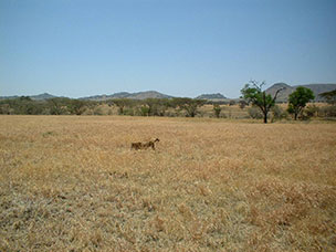 Tanzania