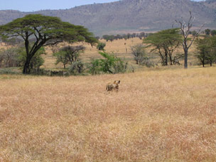 Tanzania