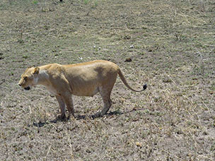 Tanzania