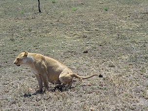 Tanzania