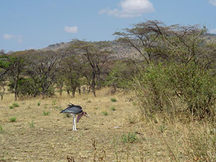 Tanzania
