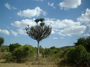 Tanzania