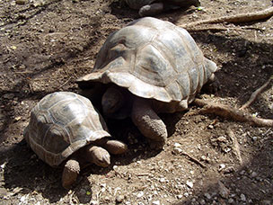 Tanzania