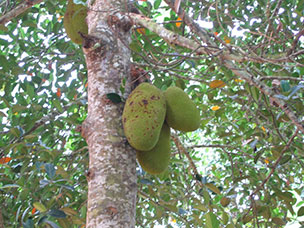 Tanzania
