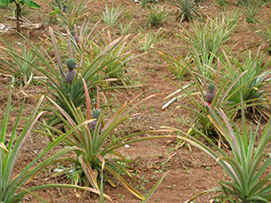 Tanzania
