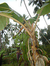 Tanzania