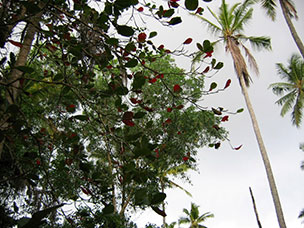 Tanzania