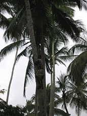 Tanzania