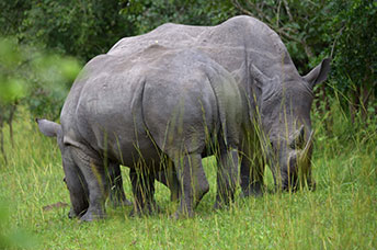 Uganda