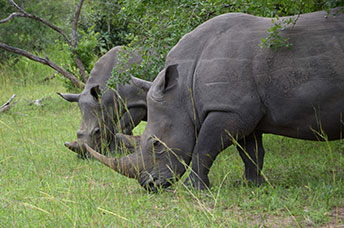 Uganda