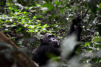 Uganda