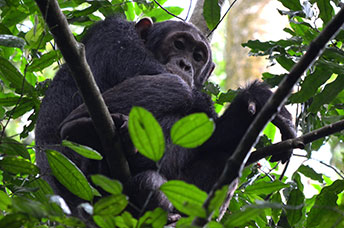 Uganda