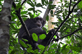 Uganda