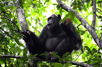 Uganda