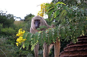 Uganda