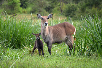 Uganda