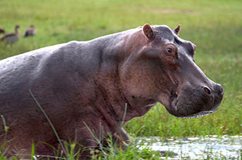 Uganda