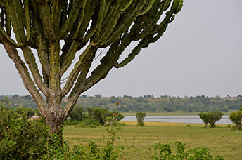 Uganda