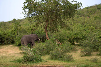 Uganda