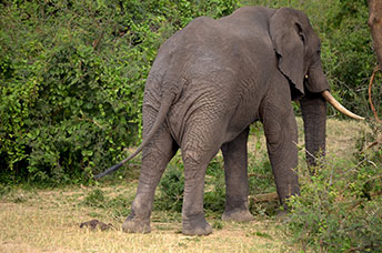 Uganda