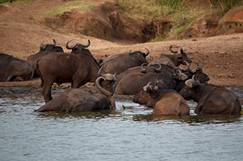 Uganda