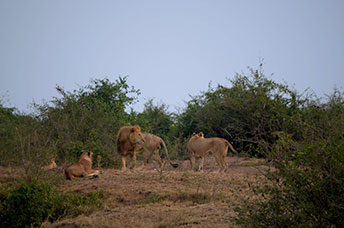 Uganda