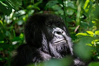 Repubblica Democratica del Congo