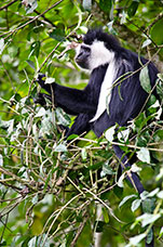 Rwanda