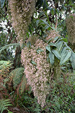 Rwanda