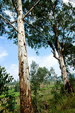 Rwanda