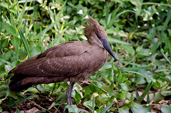 Uganda