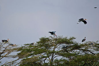 Uganda