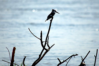 Zambia