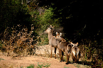 Zambia