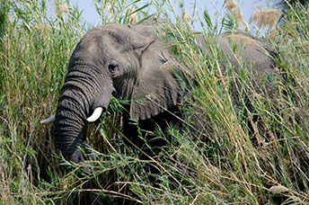 Zambia
