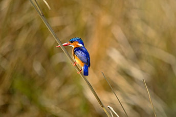 Zambia