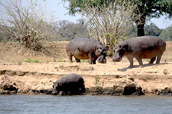 Zambia